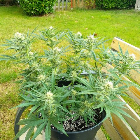 Wedding Cake Auto growlog timeline photo