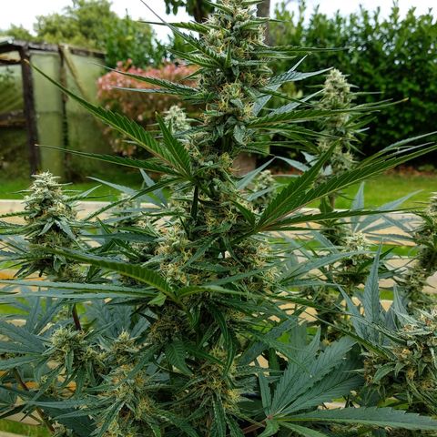 Purple Punch Auto growlog timeline photo