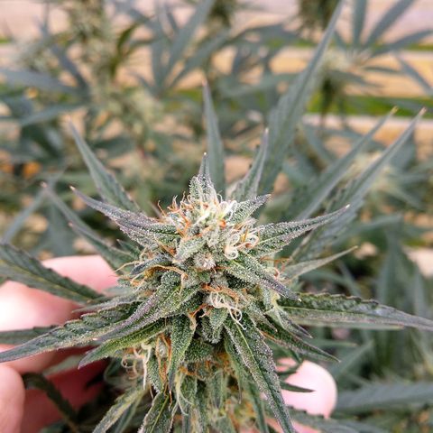 Purple Punch Auto growlog timeline photo