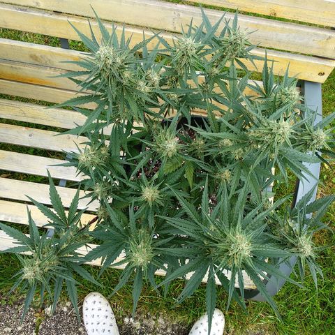 Purple Punch Auto growlog timeline photo