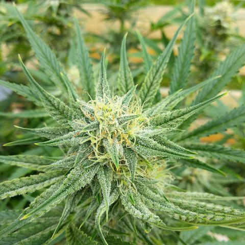 Wedding Cake Auto growlog timeline photo