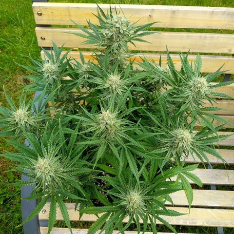 Wedding Cake Auto growlog timeline photo