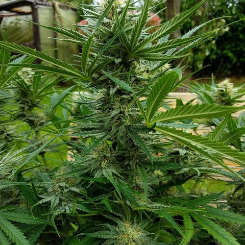 Wedding Cake Auto growlog timeline photo