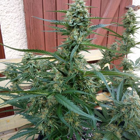 Purple Punch Auto growlog timeline photo