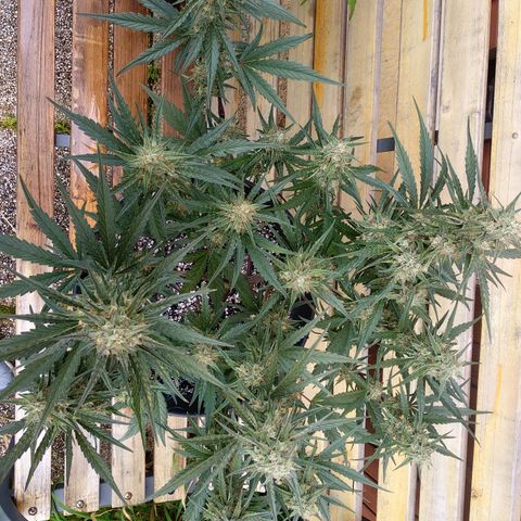 Purple Punch Auto growlog timeline photo