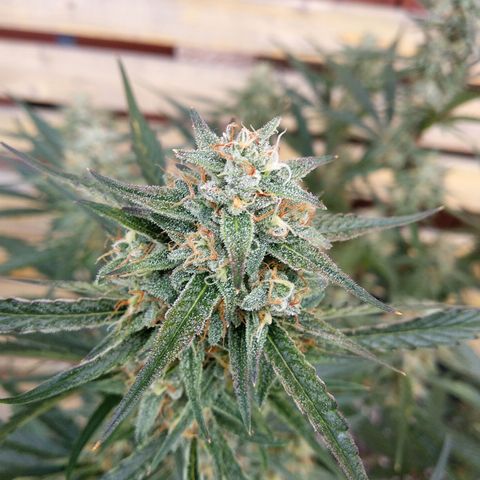 Purple Punch Auto growlog timeline photo