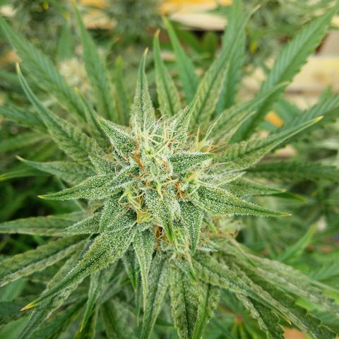 Wedding Cake Auto growlog timeline photo