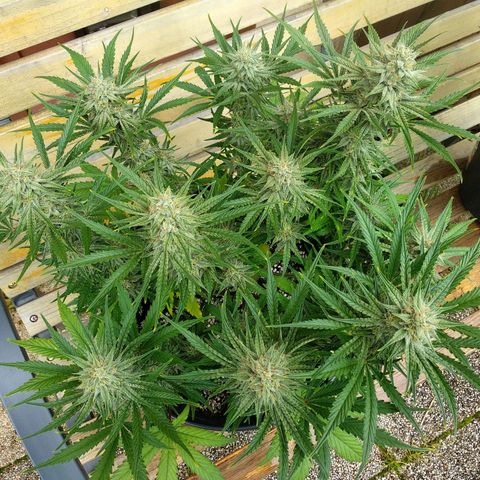 Wedding Cake Auto growlog timeline photo
