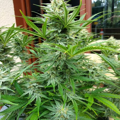 Wedding Cake Auto growlog timeline photo