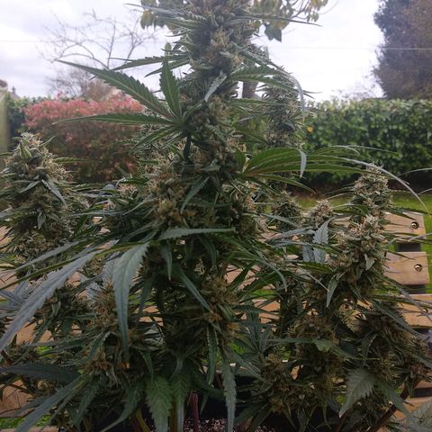 Purple Punch Auto growlog timeline photo