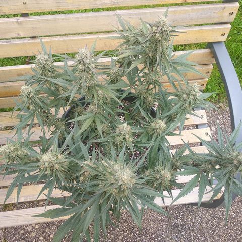 Purple Punch Auto growlog timeline photo