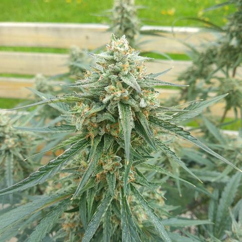 Purple Punch Auto growlog timeline photo
