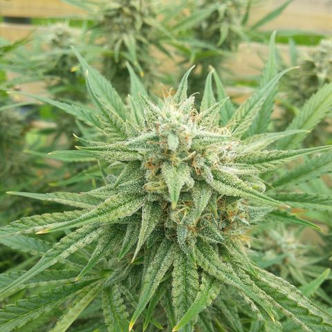 Wedding Cake Auto growlog timeline photo