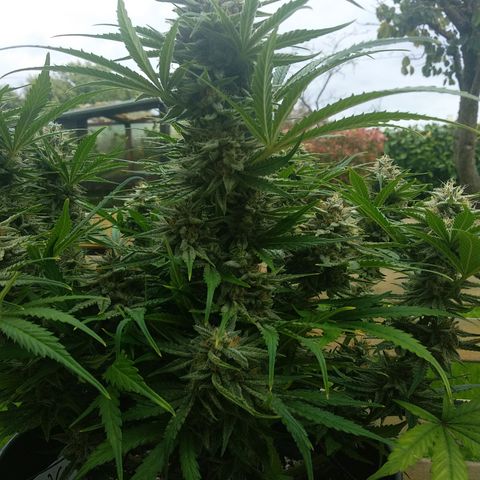 Wedding Cake Auto growlog timeline photo