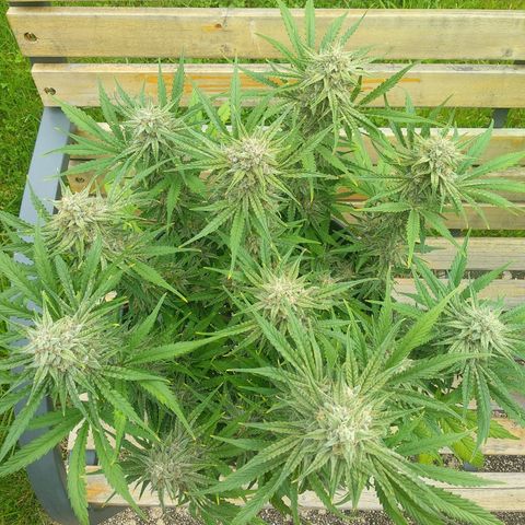 Wedding Cake Auto growlog timeline photo