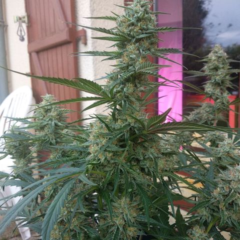 Purple Punch Auto growlog timeline photo