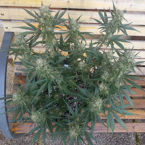 Purple Punch Auto growlog timeline photo