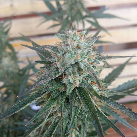 Purple Punch Auto growlog timeline photo