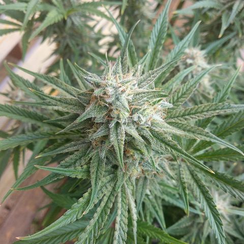 Wedding Cake Auto growlog timeline photo
