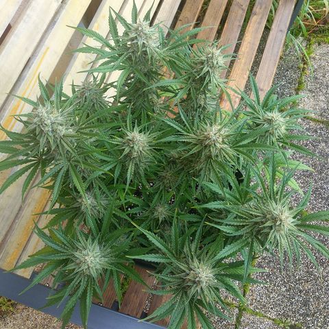 Wedding Cake Auto growlog timeline photo