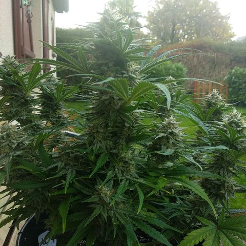 Wedding Cake Auto growlog timeline photo