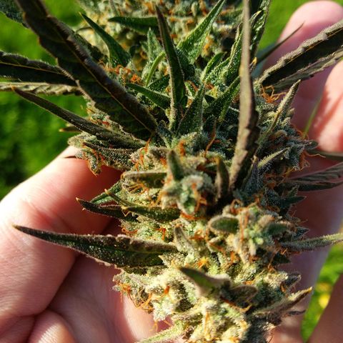 Purple Punch Auto growlog timeline photo