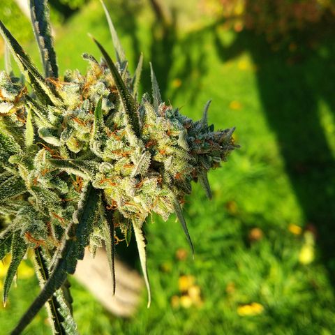 Purple Punch Auto growlog timeline photo