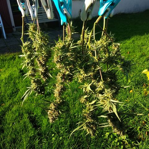 Purple Punch Auto growlog timeline photo
