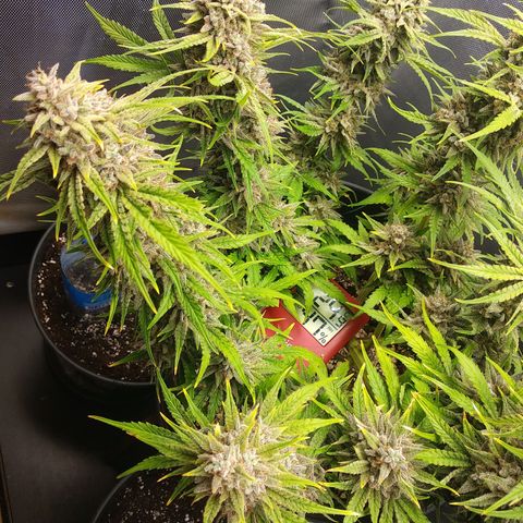 Wedding Cake Auto growlog timeline photo