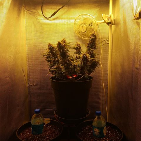Wedding Cake Auto growlog timeline photo