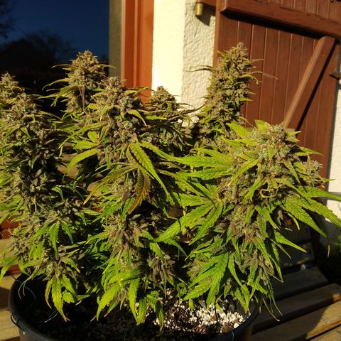 Wedding Cake Auto growlog timeline photo