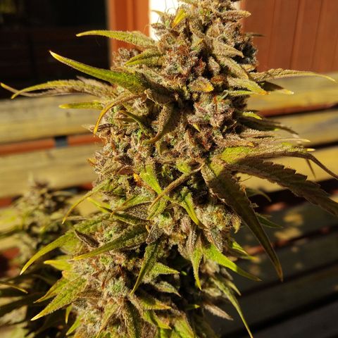 Wedding Cake Auto growlog timeline photo