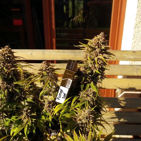 Wedding Cake Auto growlog timeline photo