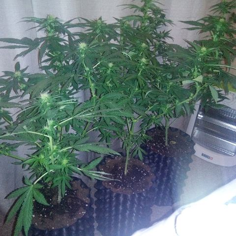 Galaxy Banco Piramyd #1 growlog photo: Dos semanas de floracion