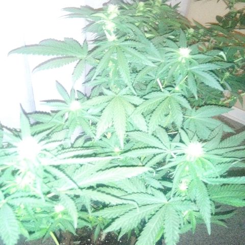Galaxy Banco Piramyd #1 growlog photo: Dos semanas de floracion