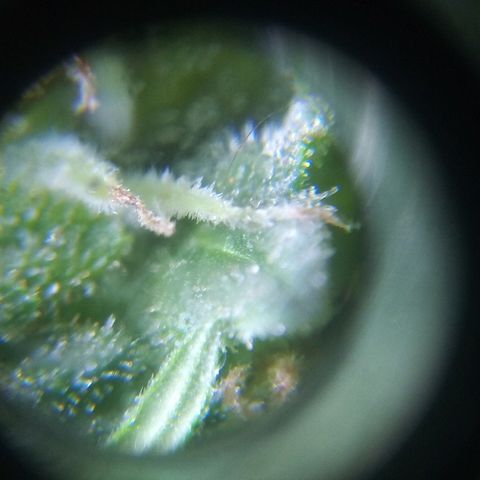 Galaxy Banco Piramyd #1 growlog timeline photo