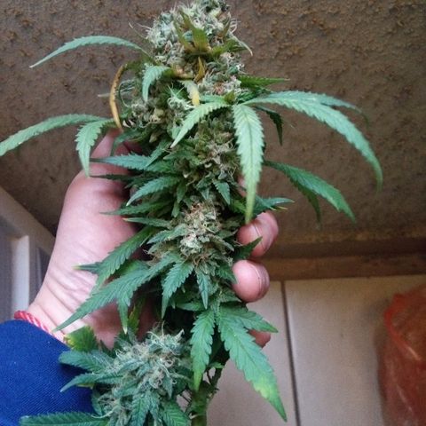 Galaxy Banco Piramyd #1 growlog photo: Cosecha