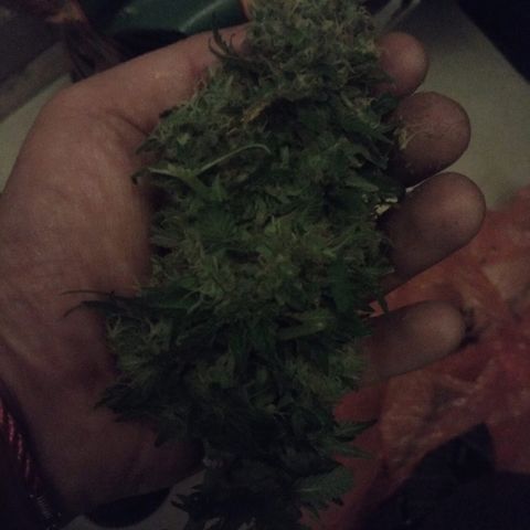 Galaxy Banco Piramyd #1 growlog photo: Cosecha