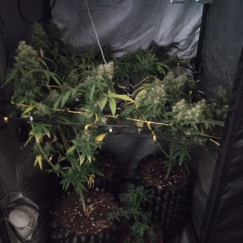 Galaxy Banco Piramyd #1 growlog photo: Cosecha