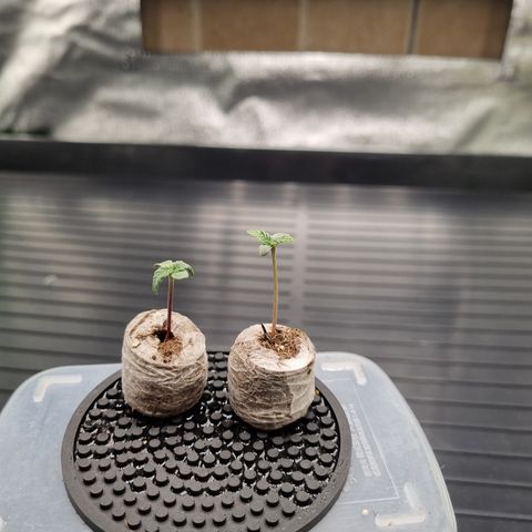 CBD Northern Lights growlog photo: Aspecto desidratado