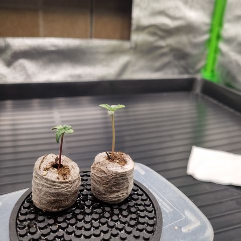 CBD Northern Lights growlog photo: Aspecto desidratado