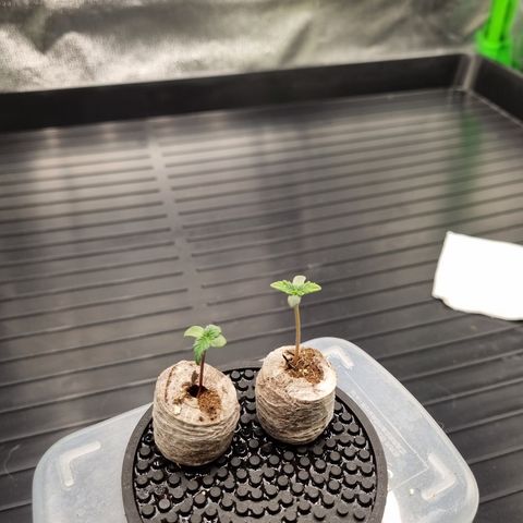 CBD Northern Lights growlog timeline photo