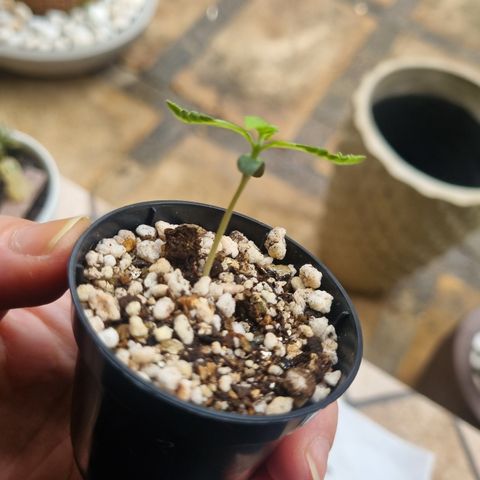 CBD Northern Lights growlog photo: Estão no outdoor. Dia de chuva e frio