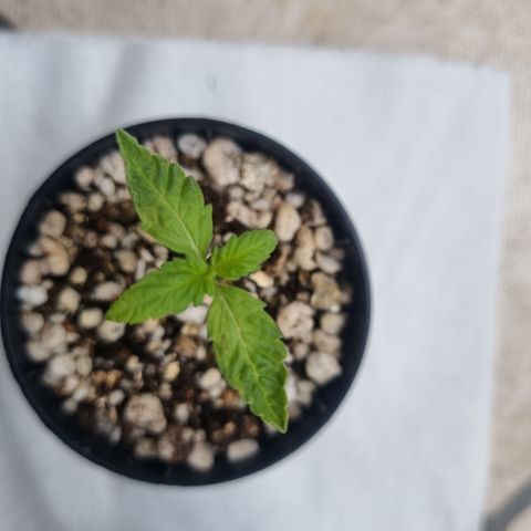CBD Northern Lights growlog photo: Estão no outdoor. Dia de chuva e frio