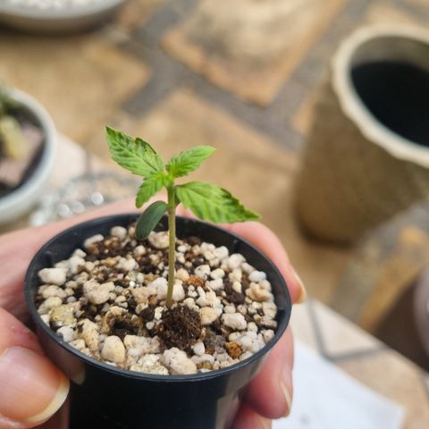 CBD Northern Lights growlog photo: Estão no outdoor. Dia de chuva e frio