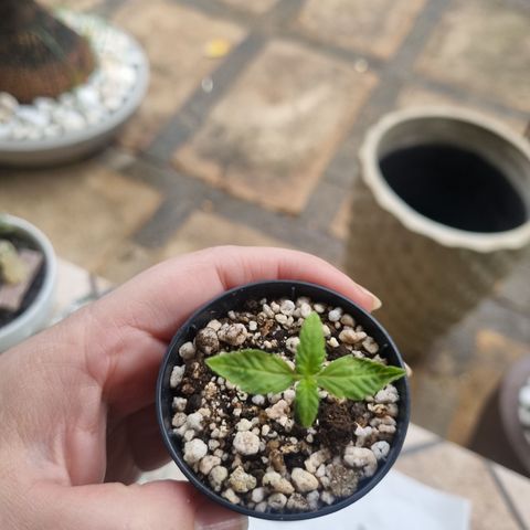 CBD Northern Lights growlog photo: Estão no outdoor. Dia de chuva e frio