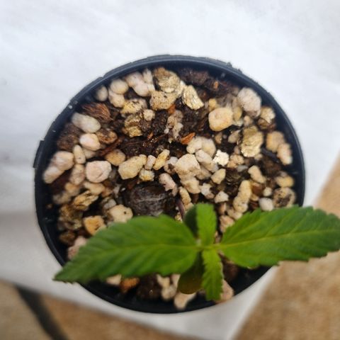 Skunk #11 growlog photo: Dia de chuva e frio