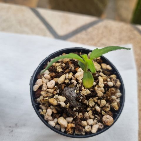 Skunk #11 growlog photo: Dia de chuva e frio
