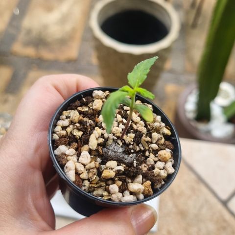 Skunk #11 growlog photo: Dia de chuva e frio