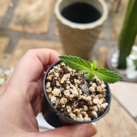 Skunk #11 growlog photo: Dia de chuva e frio